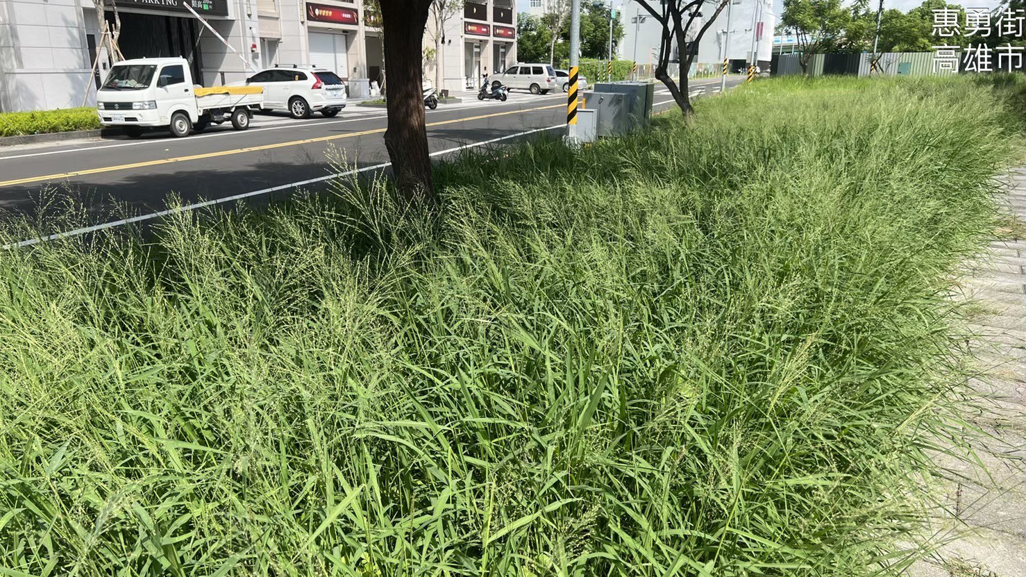 草坪修剪前